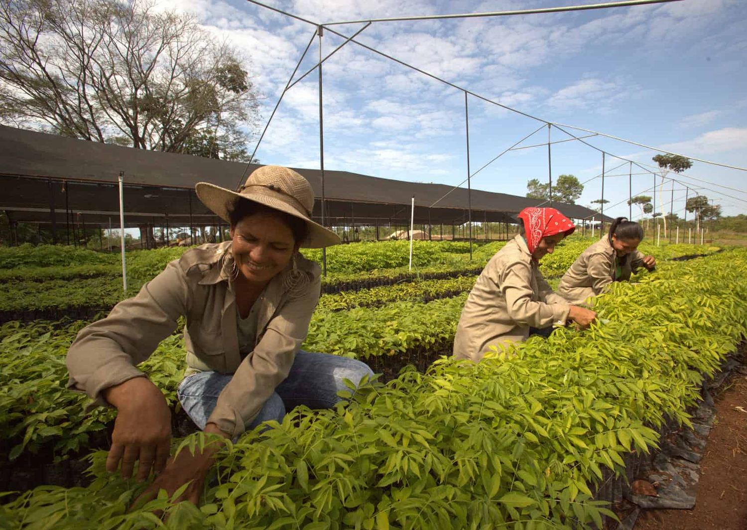 CO2OL Tropical Mix Support in Panama